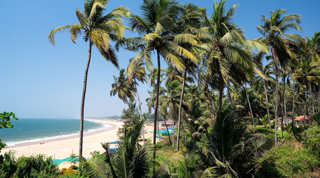 Palm trees and boats on the beach in Goa, South India, tropical west coast, Arabian Sea in Asia, vacation destination