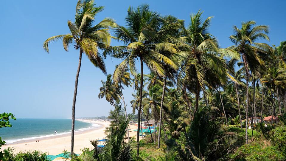 A beach with palm trees and a clear blue sky.