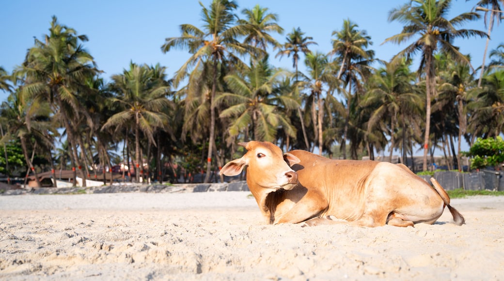 Cow lying on the Colva beach in Goa, South India, palm trees on tropical west coast, wildlife animal, Arabian Sea in Asia, travel destination