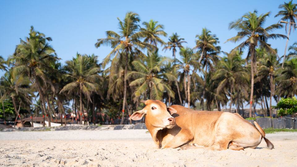A cow lying on a sandy beach with palm trees in the background.
