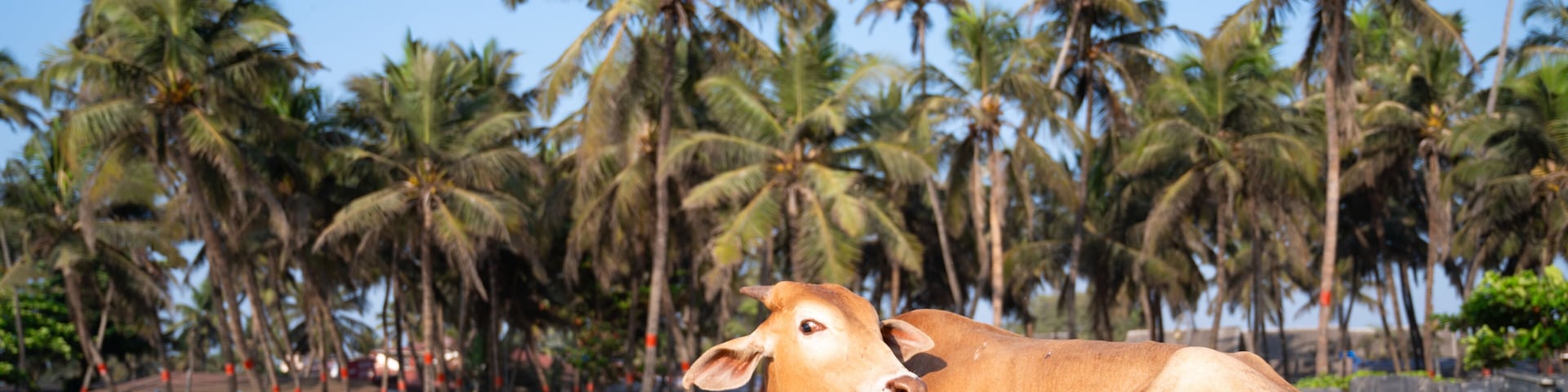 Una vaca recostada en una playa arenosa con palmeras al fondo.