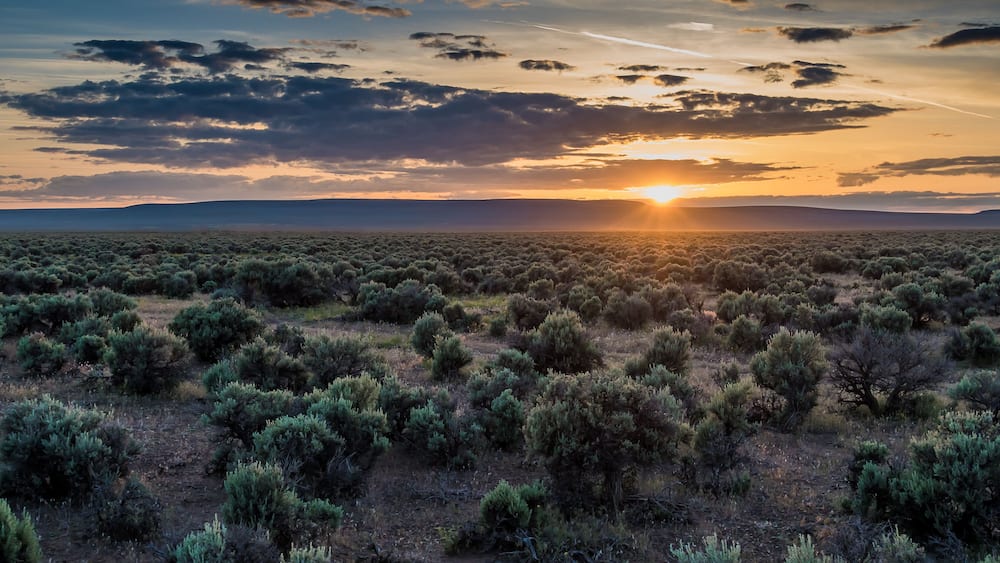 A desert landscape at sunset with sparse vegetation and distant mountains.