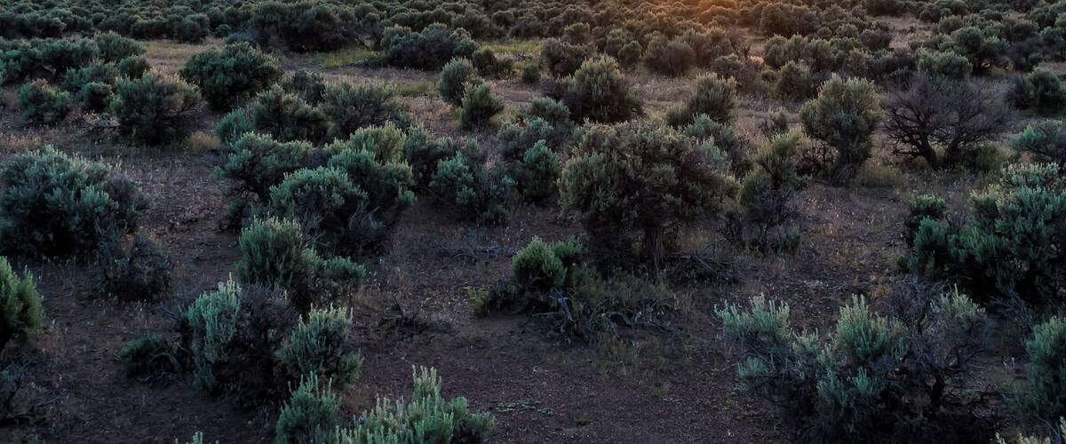 A desert landscape at sunset with sparse vegetation and distant mountains.