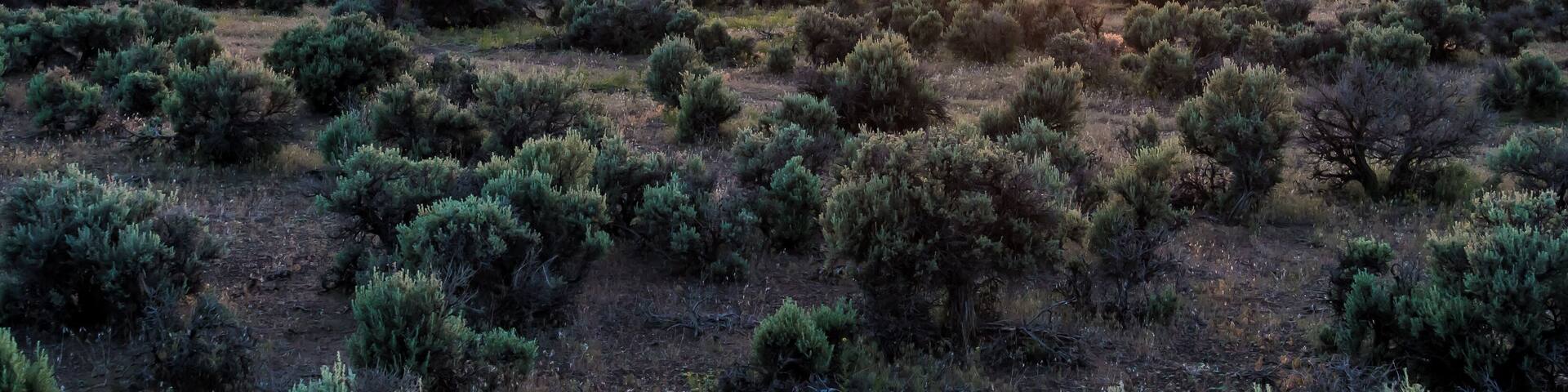 A desert landscape at sunset with sparse vegetation and distant mountains.