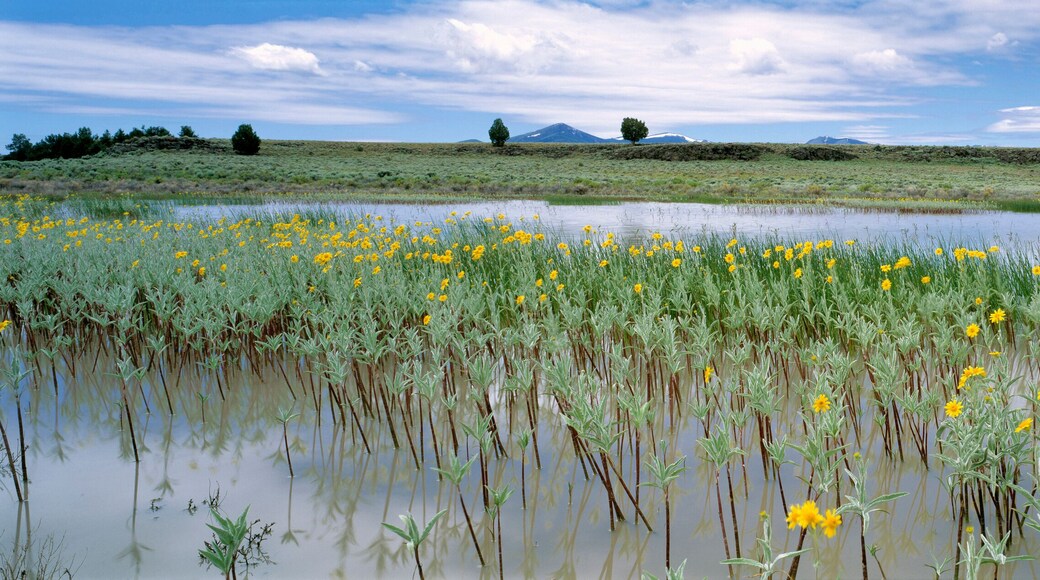 USA, Oregon, Plush. Yellow wildflowers bloom in a pond near Plush in Lake County, Oregon.