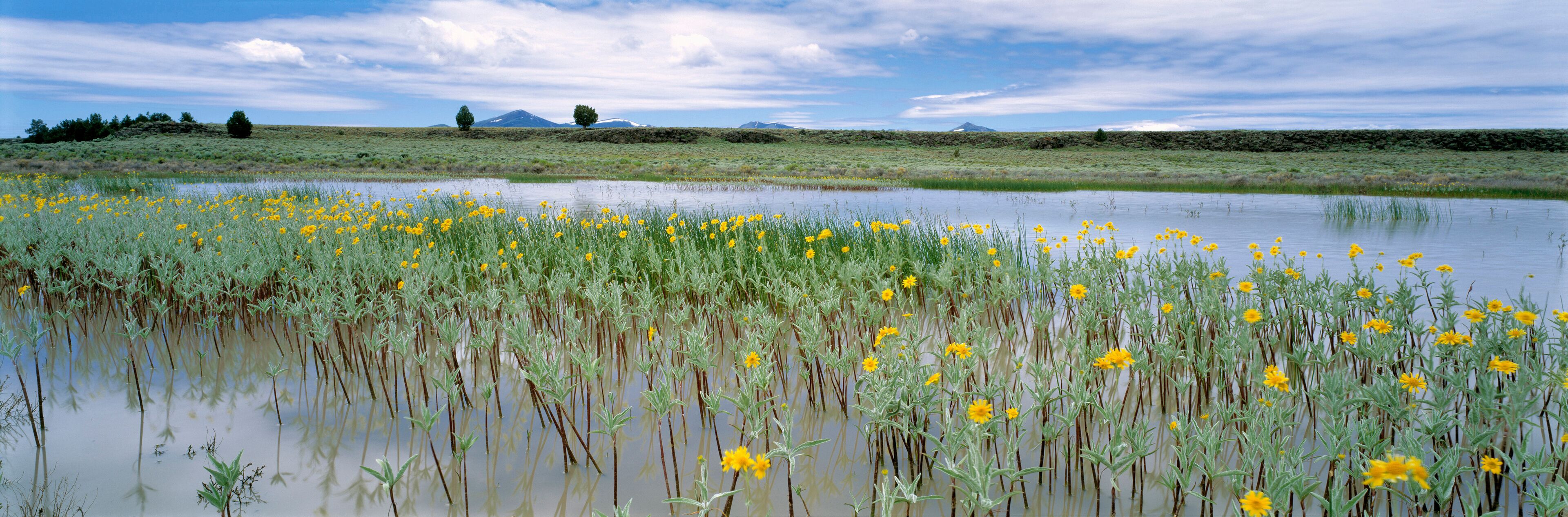 A wetland with yellow flowers and a distant mountain range.
