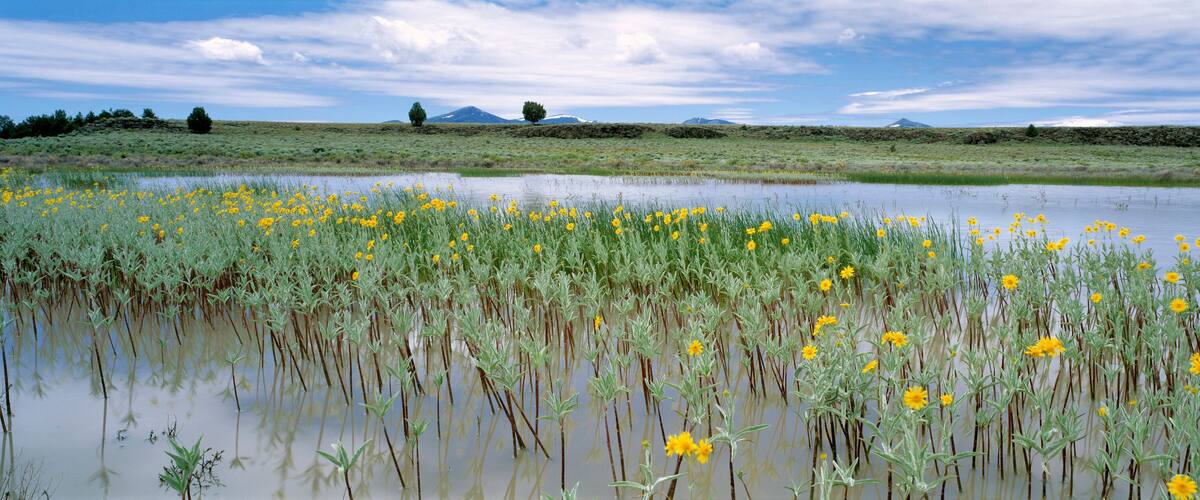 A wetland with yellow flowers and a distant mountain range.