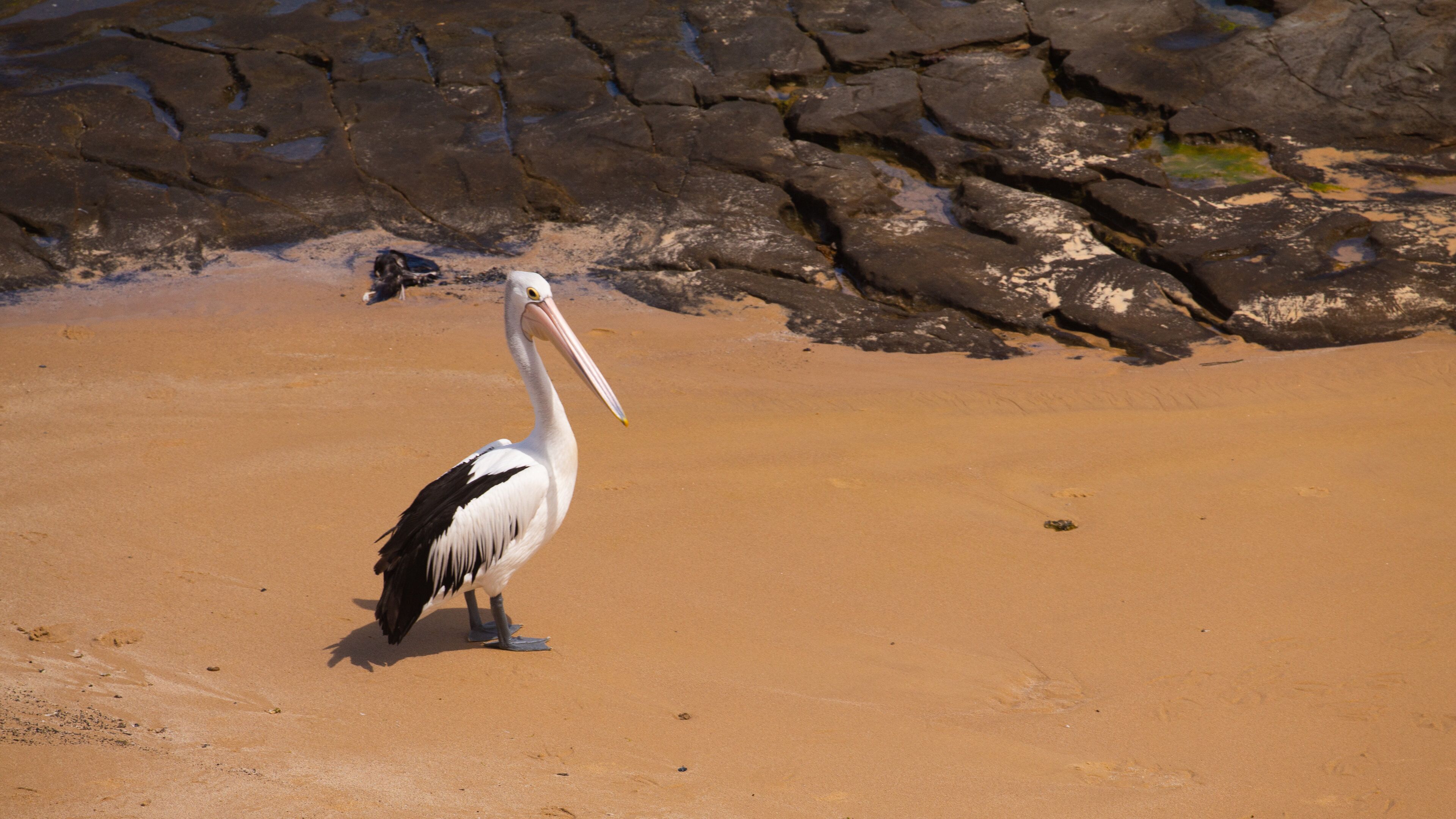 King Edward Park showing bird life and a beach