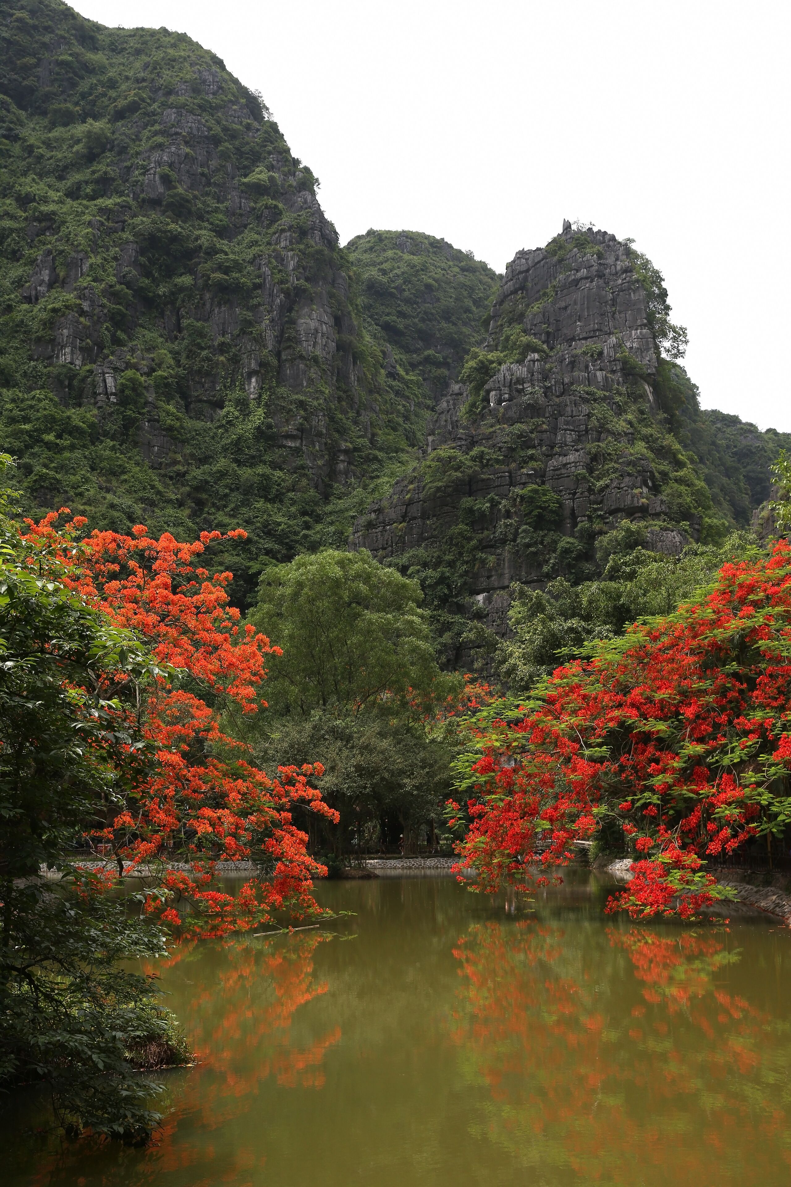 Ninh Binh (Ninh Bình), scenery in Red River Delta, northern Vietnam near Hanoi. Landscape with pond. Landmark, national park. Delonix Regia tree with red flowers in summer garden. Royal Poinciana