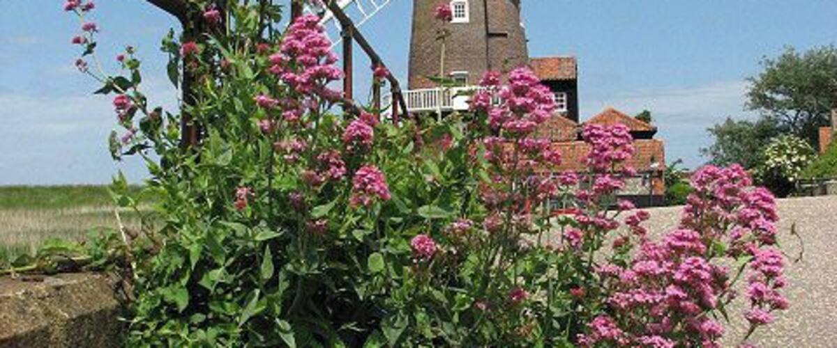 Cley tower mill Viewed from the end of the 17th century deep water quay. Cley Mill, a 5-storey brick-built tower mill, was built around 1819; it had an octagonal domed cap with a petticoat, a gallery and an 8-bladed fan. The four sails were double shuttered and powered two pairs of French burr stones; there was a stage around the second floor. The mill is located by the 17th century deep water quay; converted into a holiday home in the 1920s it is now a B&B establishment. http://www.norfolkmills.co.uk/Windmills/cley-towermill.html In the foreground Red valerian (Centranthus ruber) can be seen, flowering in profusion. The plant can be found growing on walls, rocks and cliffs, their roots burying themselves into holes and crevices so as to give a firm anchorage. Originating from the Mediterranean, it was introduced as a garden plant during the 16th century but has since escaped and become naturalised. Reed beds cover the area beside the drain where a quay once used to be > https://www.geograph.org.uk/photo/842811 . Present-day Cley is not in the same location as the medieval village of Cley used to be. This was located south of St Margaret's church > https://www.geograph.org.uk/photo/842723 and had a busy harbour, which was ruined by embanking in the 1640s by Sir Henry Calthorpe. A fire had already encouraged relocation in 1612. When Thomas Telford had been called in, in 1822, to advise on the problem of silting the Cley channel, his advice was ignored and the once busy port is now history. Many of the houses and cottages that line the narrow High Street (A149) through the village are built from flint and brick and date from the 17th and 18th centuries.