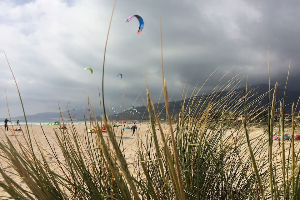 A beach with tall grass in the foreground and kites flying in the background.