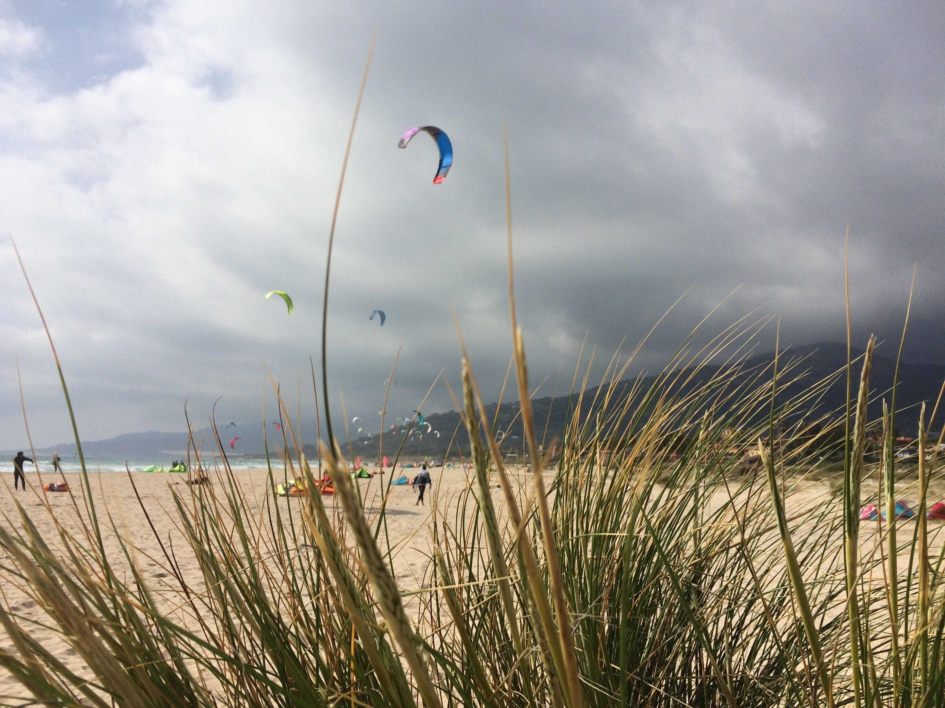 A beach with tall grass in the foreground and kites flying in the background.