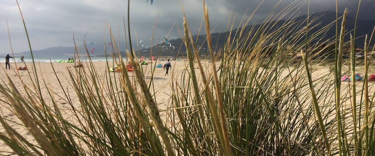 A beach with tall grass in the foreground and kites flying in the background.