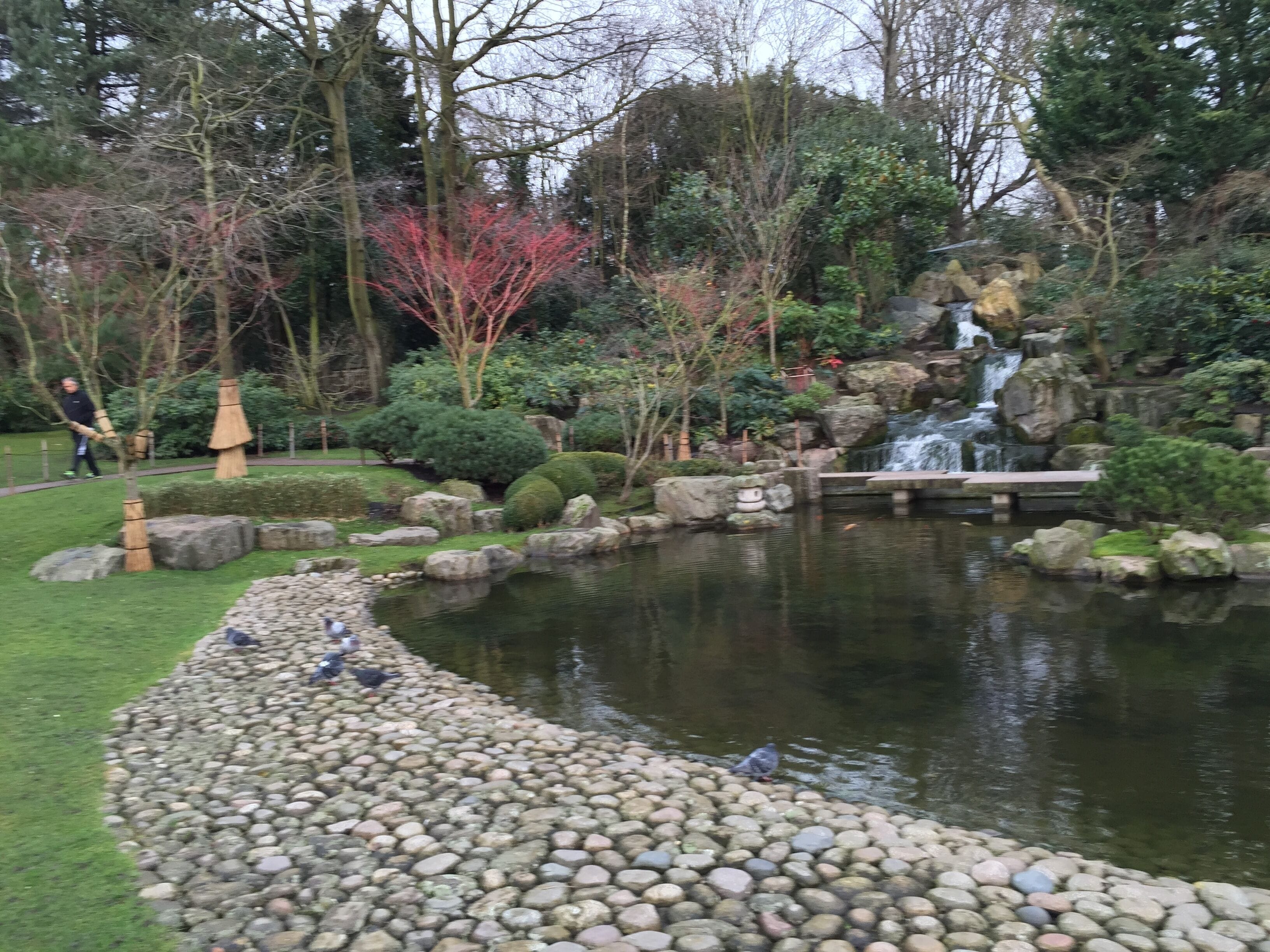 A tranquil garden with a pond, a small waterfall, and a variety of trees and shrubs.