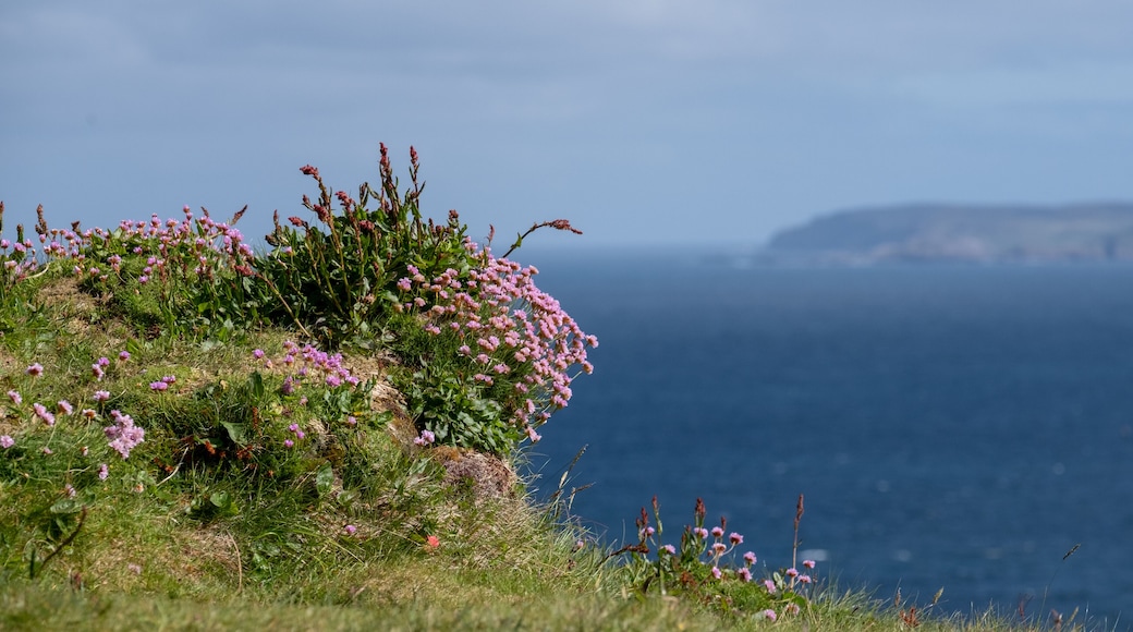 Pretty pink thrift flowers growing wild on the rocky cliffs at Handa Island near Scourie in Sutherland on the north west coast of Scotland.