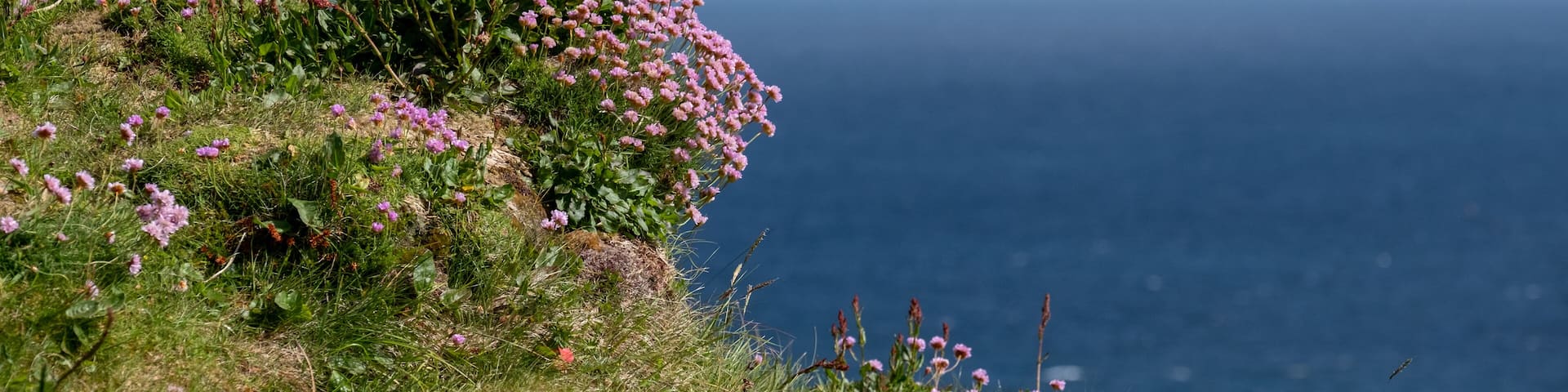 Pretty pink thrift flowers growing wild on the rocky cliffs at Handa Island near Scourie in Sutherland on the north west coast of Scotland.