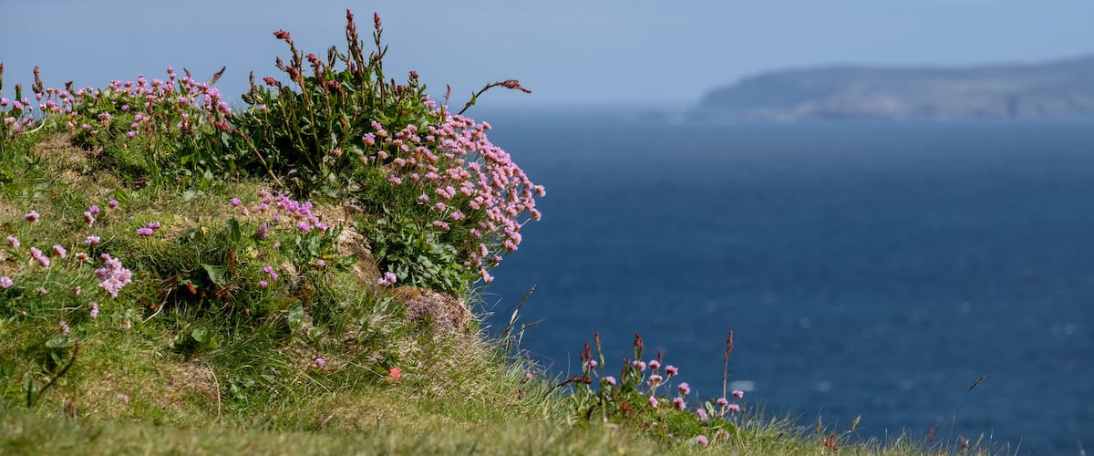 A coastal landscape with pink flowers and a view of the sea.