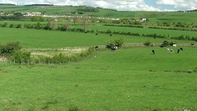 Un champ verdoyant où paissent des vaches, un mur de pierres et un village situé au loin.