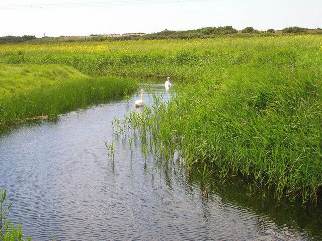 Un río con un cisne y abundante vegetación verde.