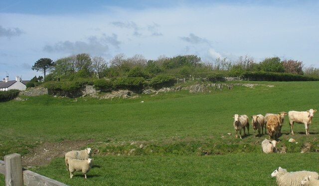 A green field with sheep grazing, a stone wall, and trees in the background.