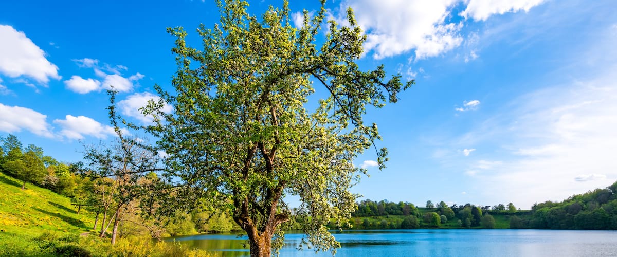 En stilla sjö omgiven av frodig grönska och en klarblå himmel.