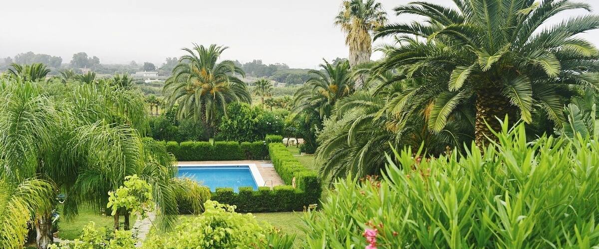 A lush garden with a swimming pool, palm trees, and various shrubs.