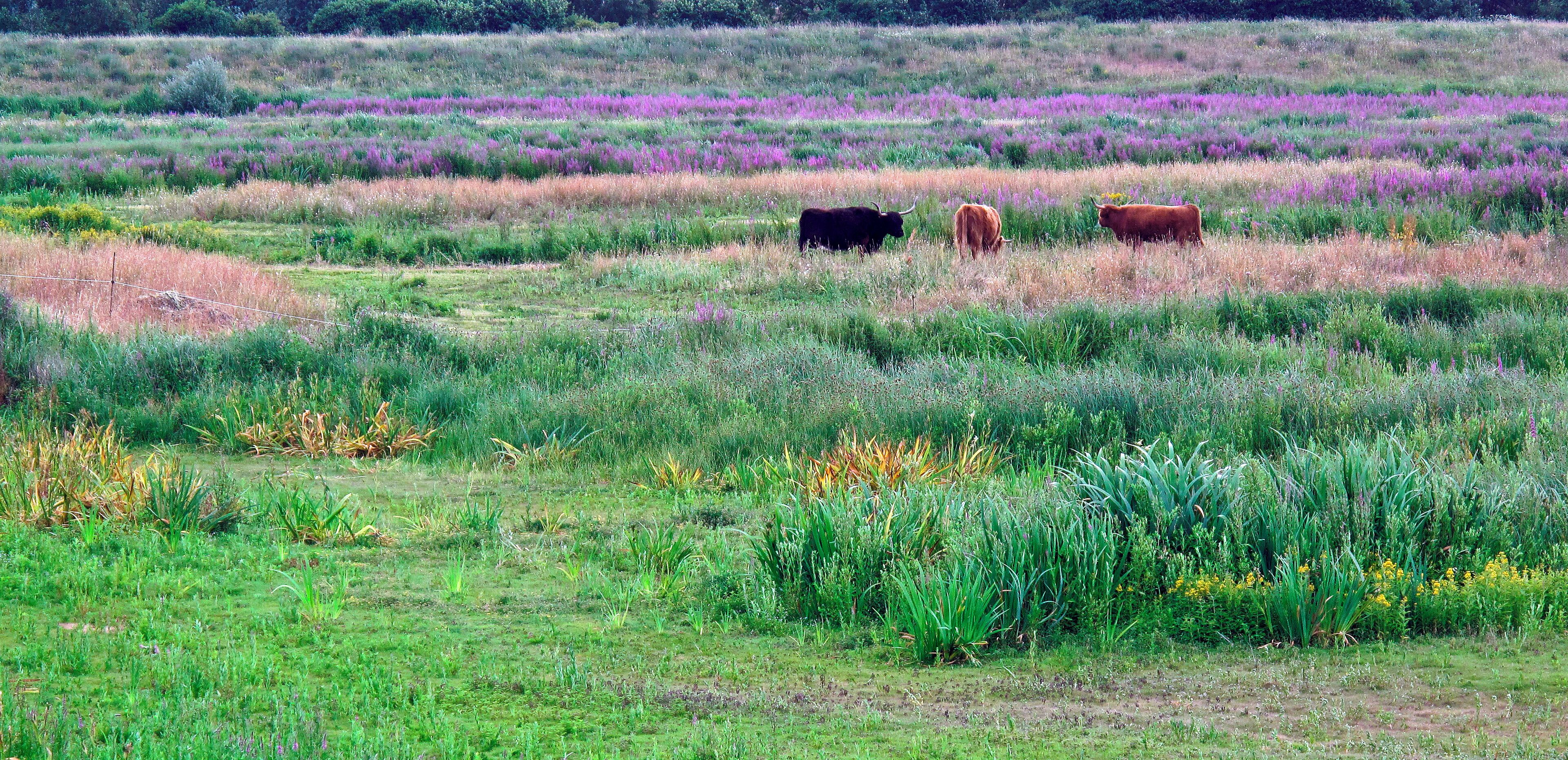 The Wildlife & Wetlands Trust, Barnes, West London.