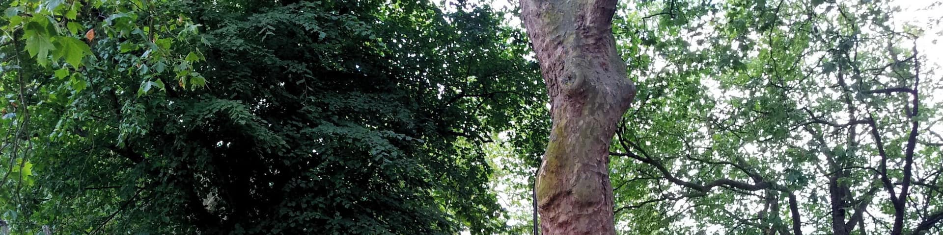 View from Old Mill Road towards the northeast of Plumstead Common, an extensive park area in Plumstead, South East London.