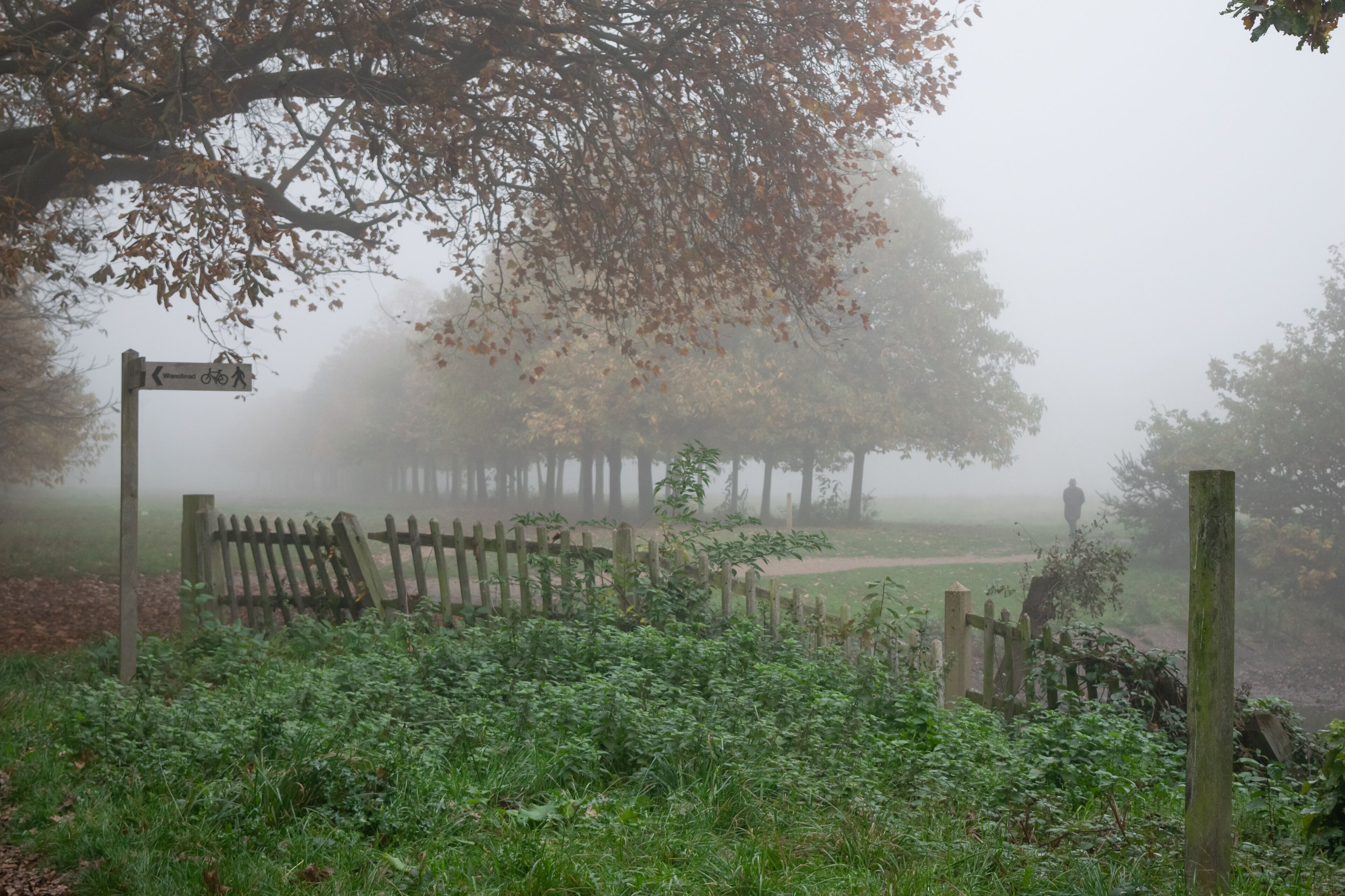 Wooden fence and foliage at Wanstead park covered in mist during autumn at London