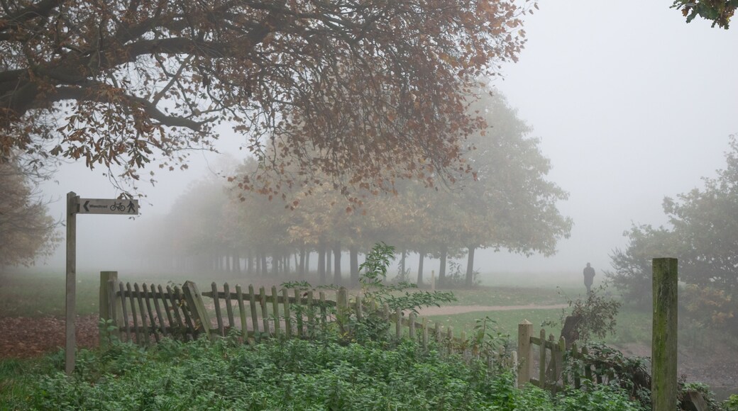 Wooden fence and foliage at Wanstead park covered in mist during autumn at London