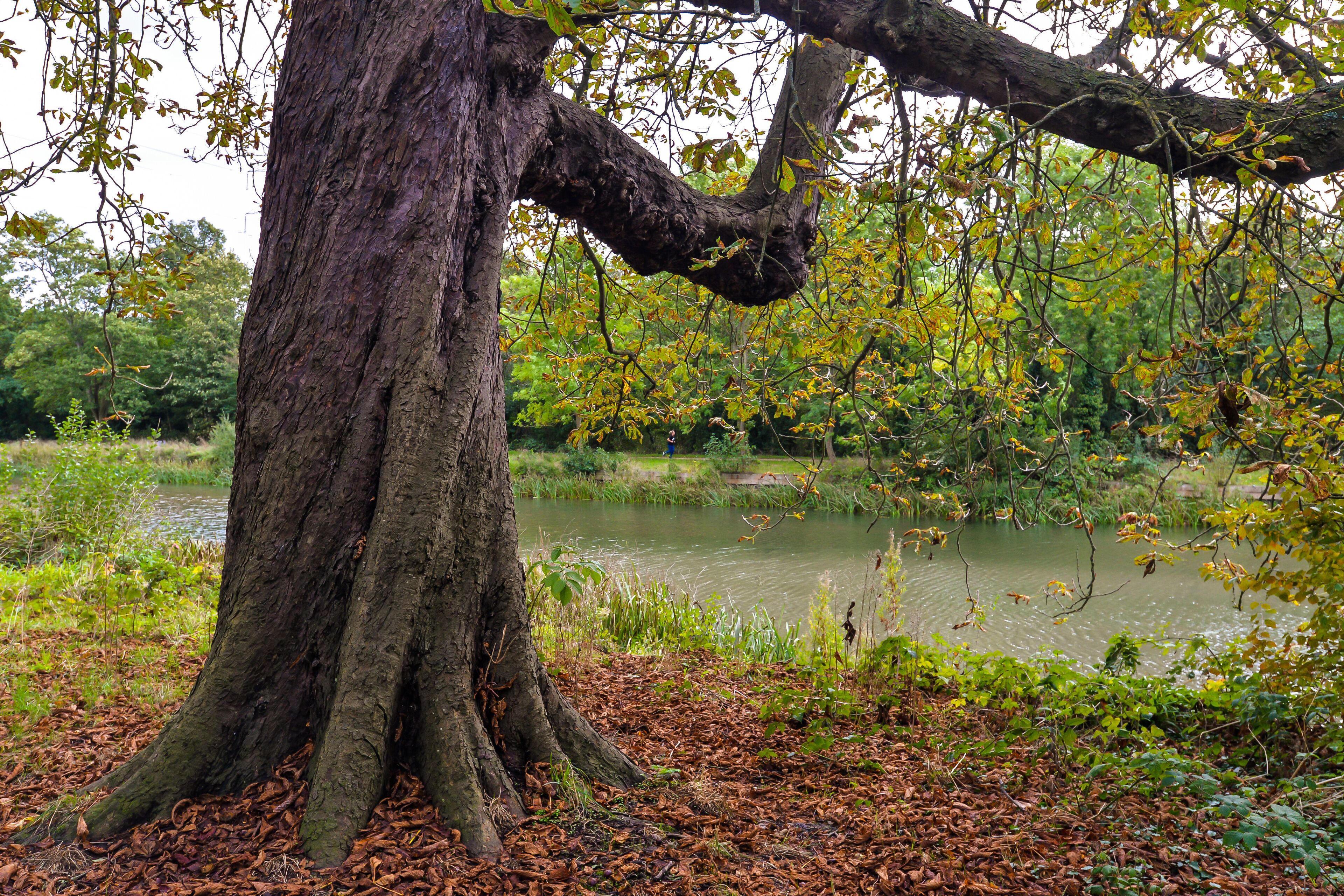 Autumn in Wanstead Park