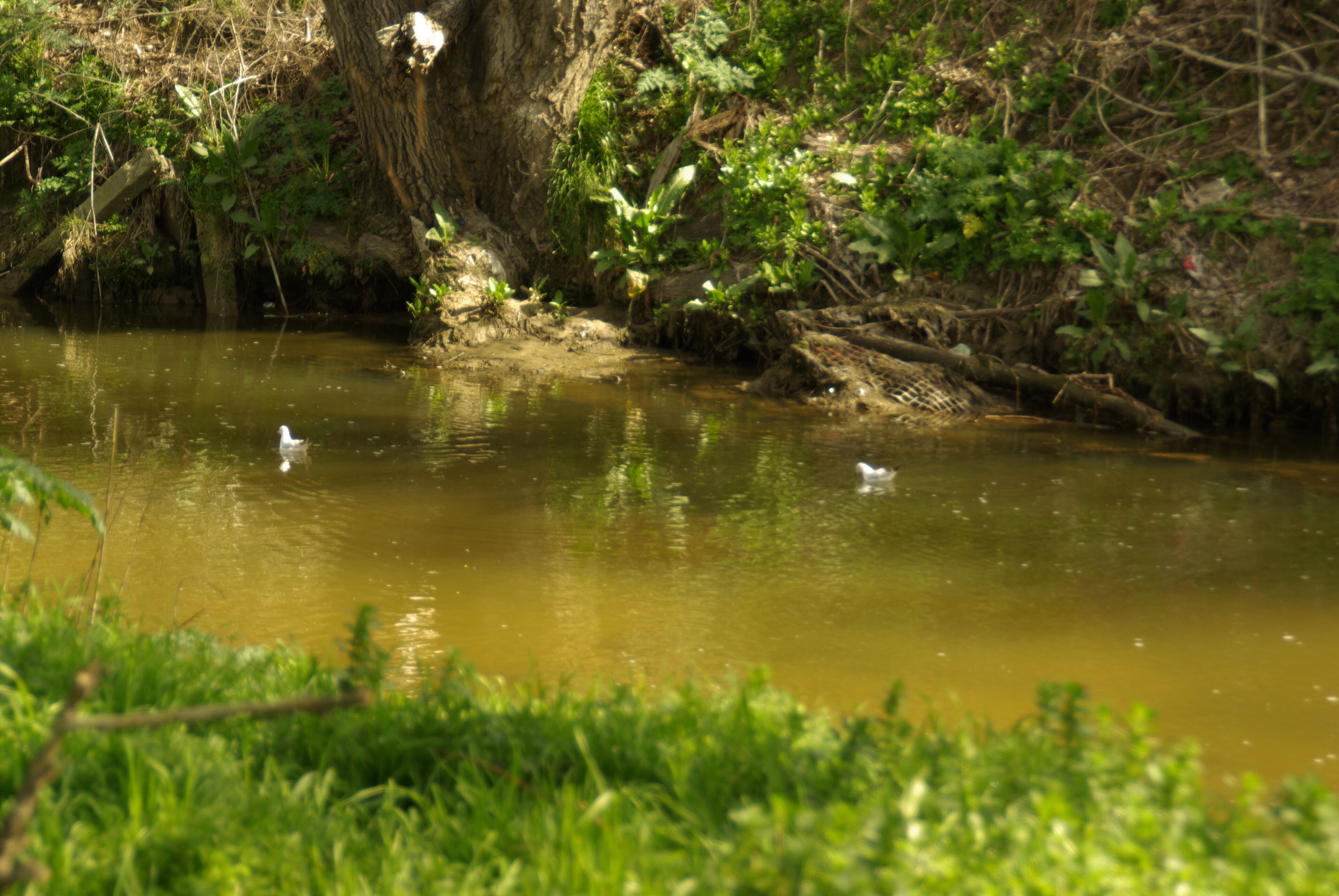 ® S.D. MADRID CAJA MÁGICA RÍO MANZANARES_FAUNA