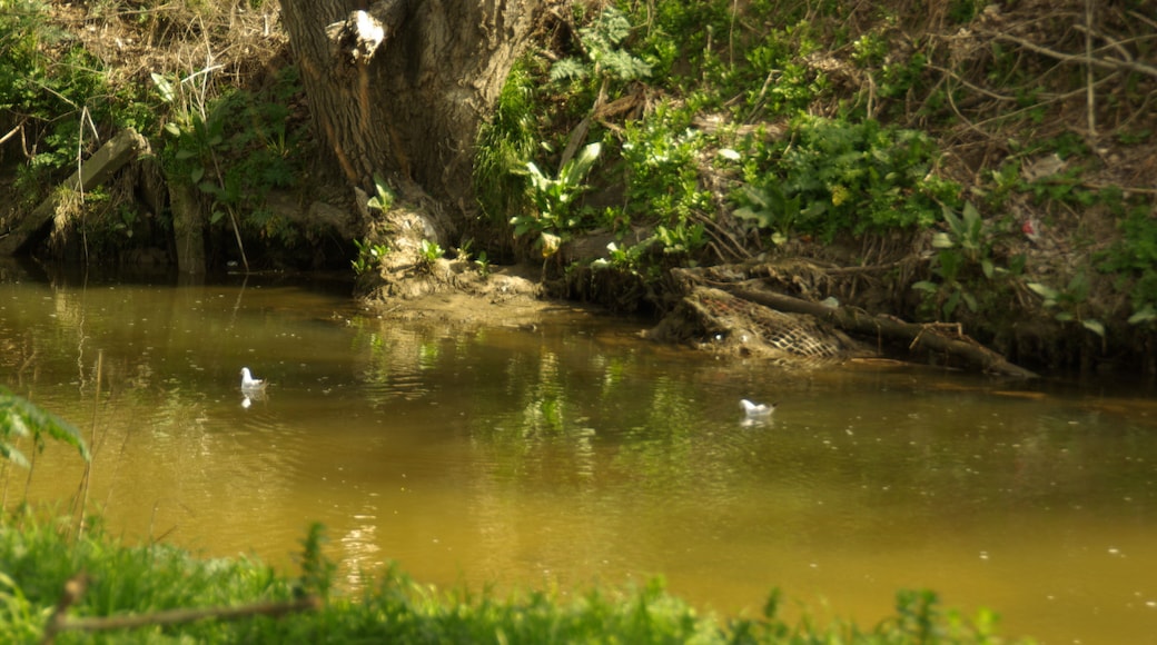® S.D. MADRID CAJA MÁGICA RÍO MANZANARES_FAUNA