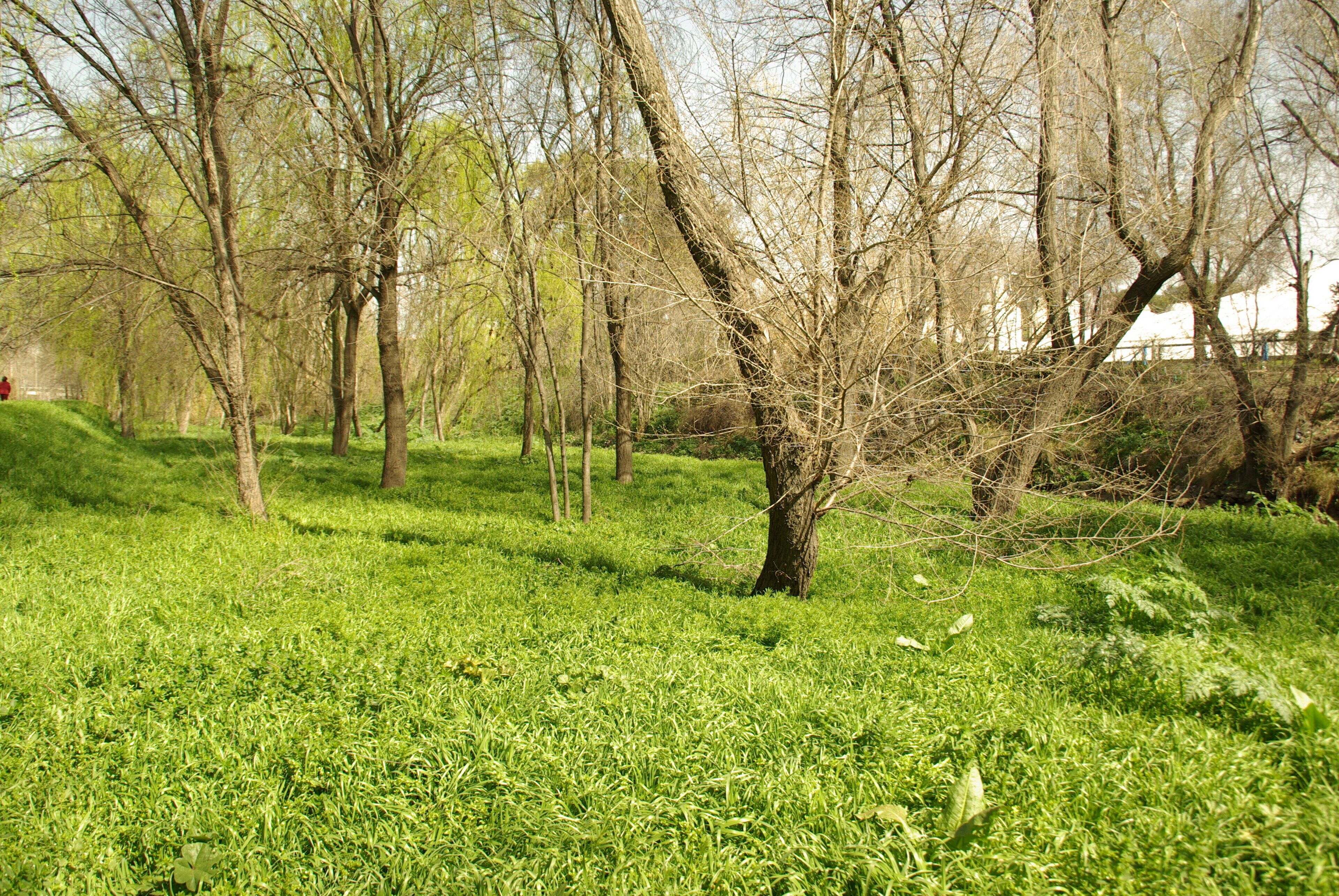 ® S.D. MADRID RIO MANZANARES - RIBERAS FLUVIALES