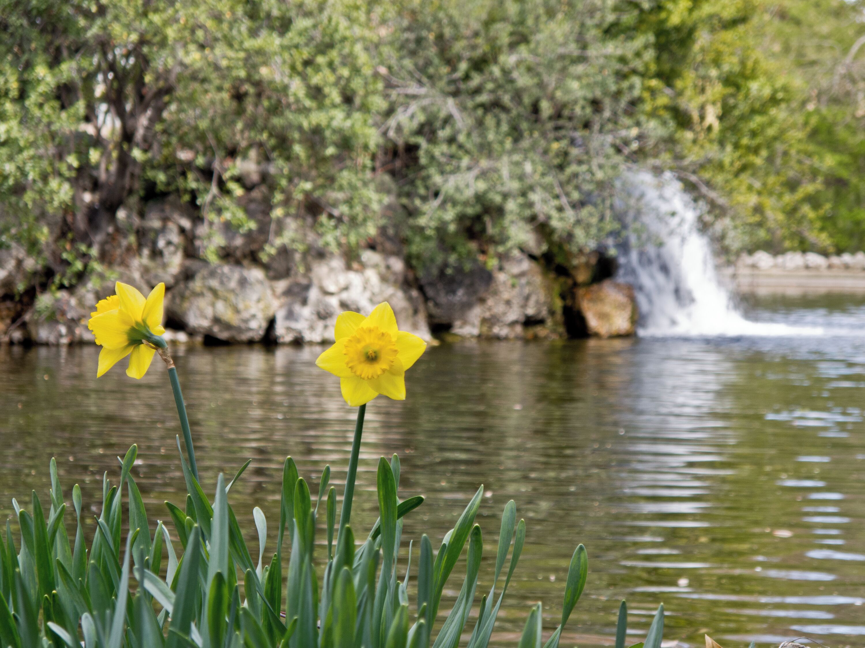 Narcissus in the Park of El Capricho, Madrid, Spain.