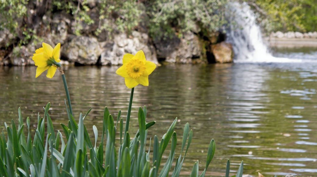 Narcissus in the Park of El Capricho, Madrid, Spain.