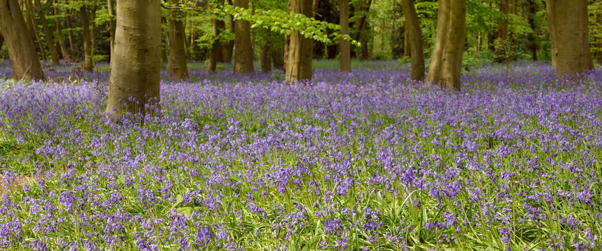 Wanstead Park Bluebells (1)