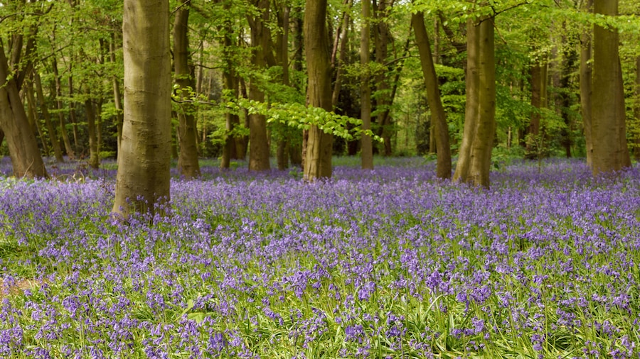 A forest with a carpet of purple flowers.