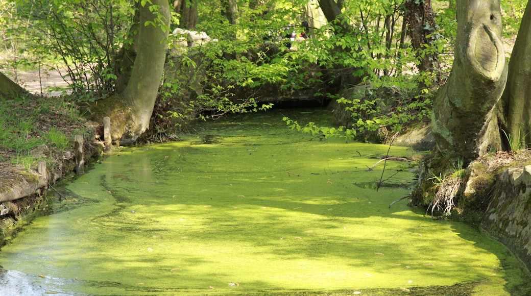 Un ruisseau alimentant le lac des Minimes dans le bois de Vincennes.