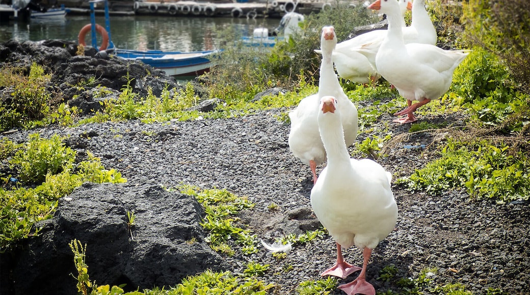 Picanello-Ognina-Barriera-Canalicchio
