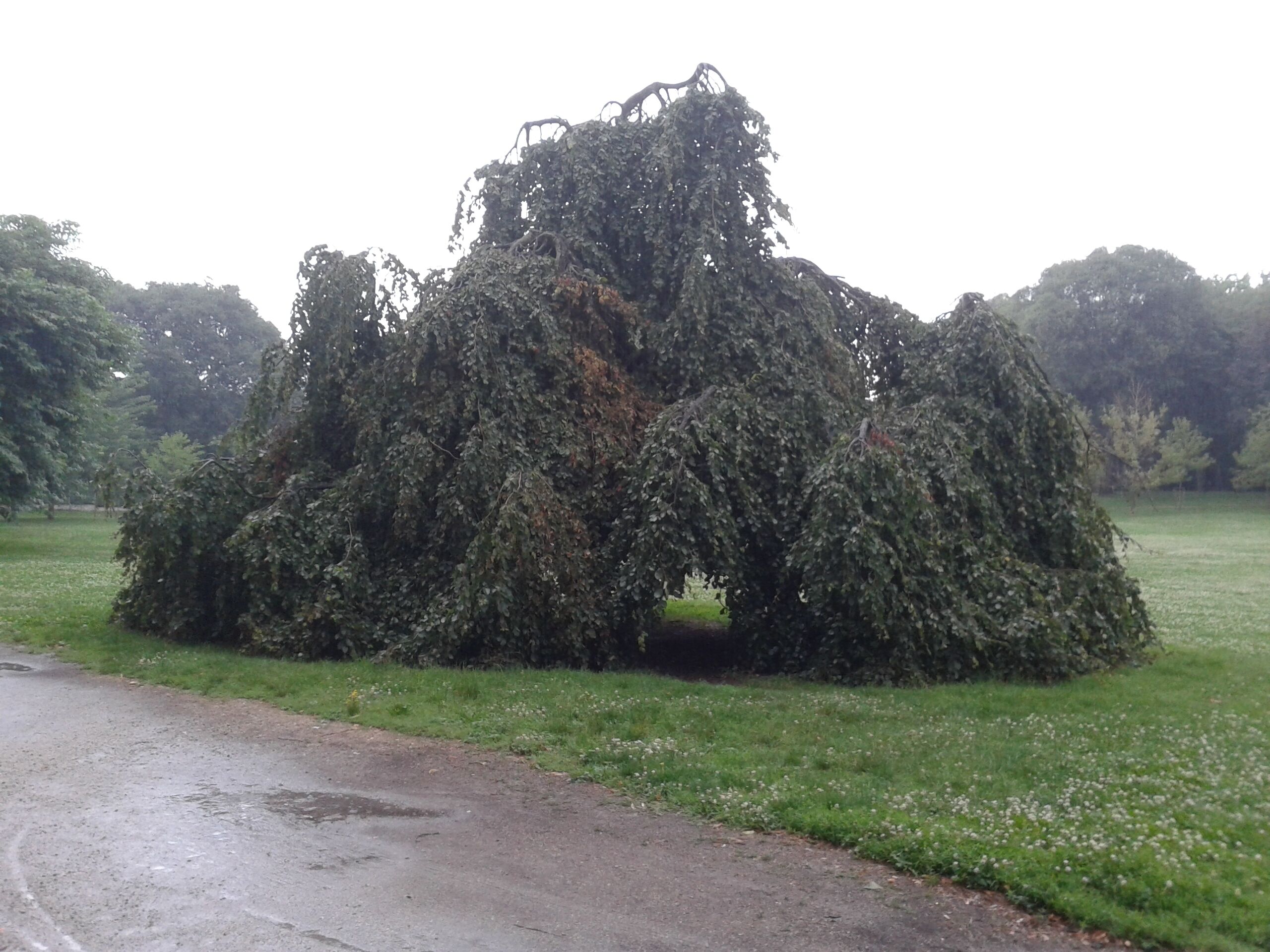 Fagus pendula, Affori 2014