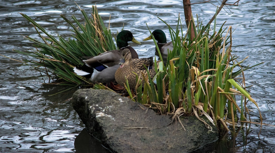 City Centre, Sunderland, UK