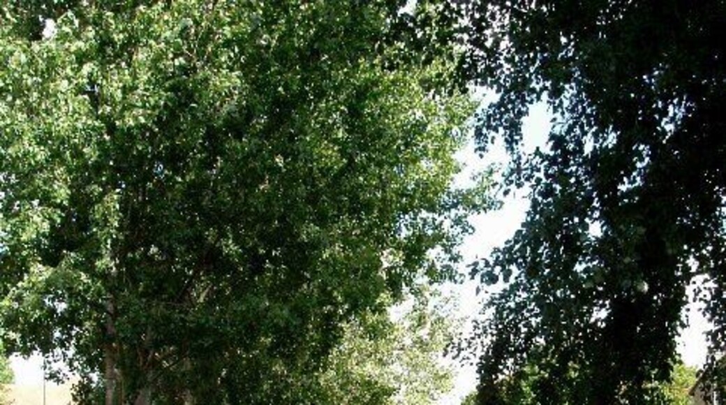 Park in Thamesmead. This is a canalised stream through a recreation ground in Thamesmead. The photograph was taken looking north.