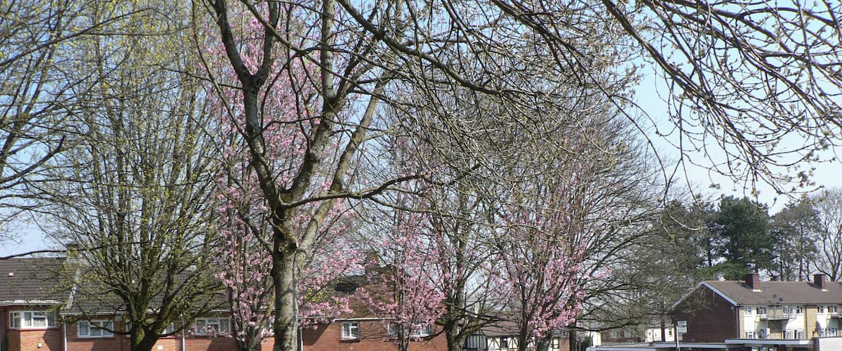 Hollybush Estate Road - Coryton