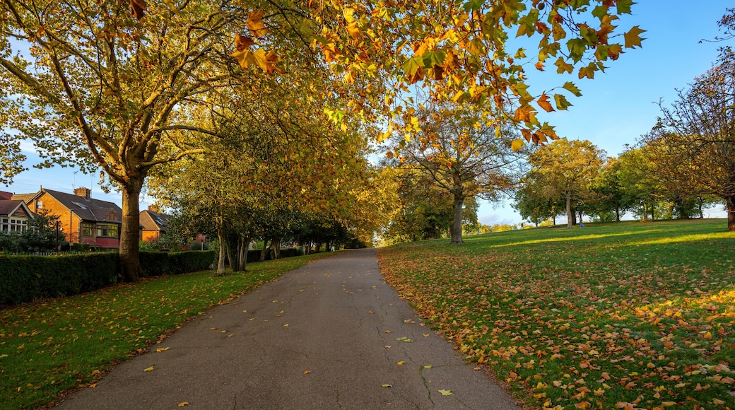 London - 10 15 2022: Tree-lined avenue in Roundwood Park near houses