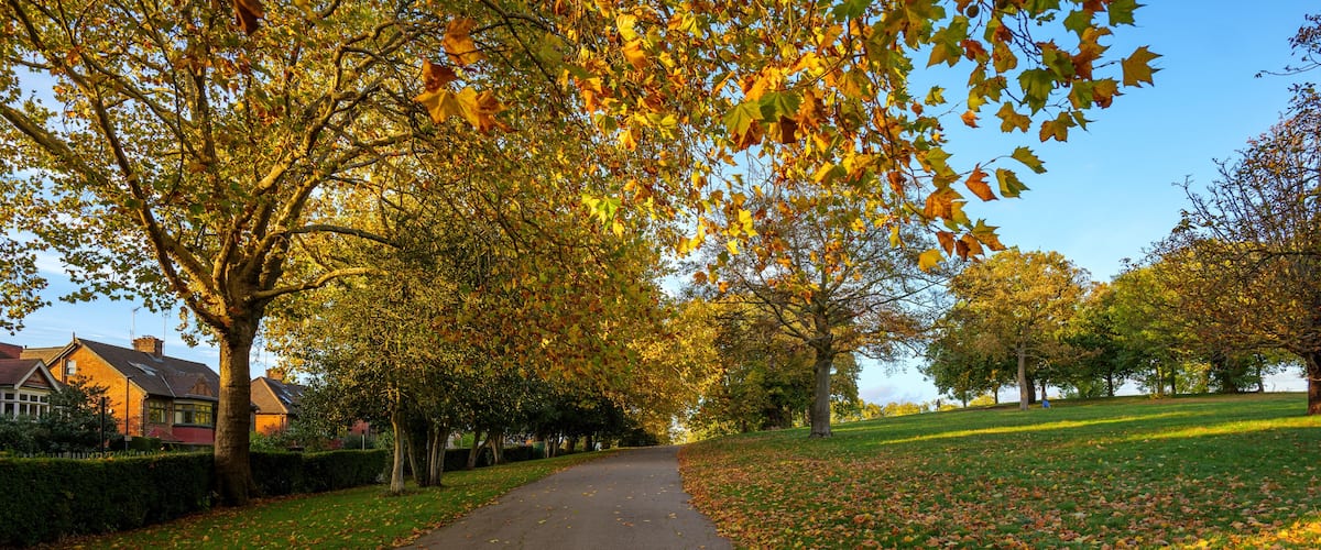 London - 10 15 2022: Tree-lined avenue in Roundwood Park near houses