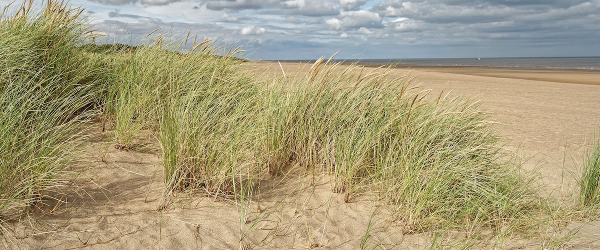 A sandy beach with tall grass in the foreground and a cloudy sky in the background.