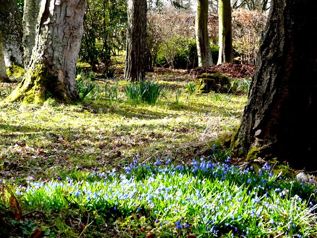 Woodland garden at Pollo House