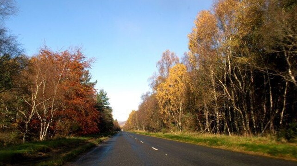 Edzell Wood on approach to Edzell
