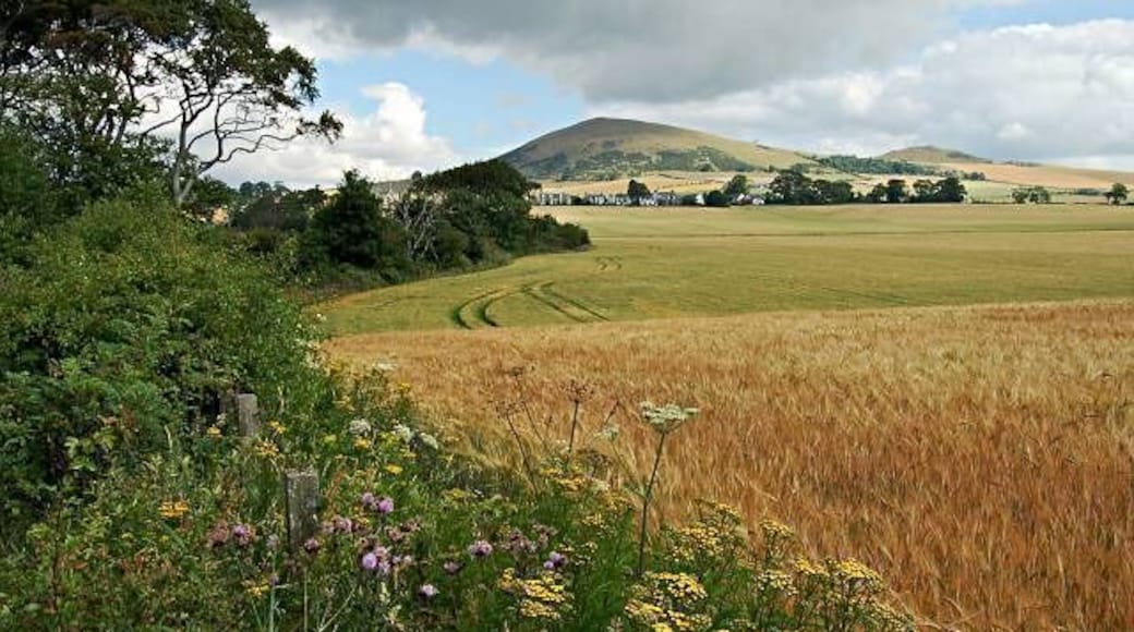 Largo Burn Wood. From the south end of the wood looking back towards Upper Largo.